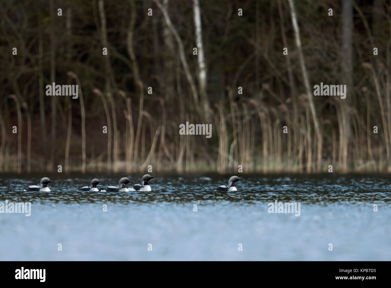 Black-throated Loon / Arctic Loon / Prachttaucher ( Gavia arctica ), little group, flock, swimming on a lake in Sweden, courting together, Scandinavia Stock Photo