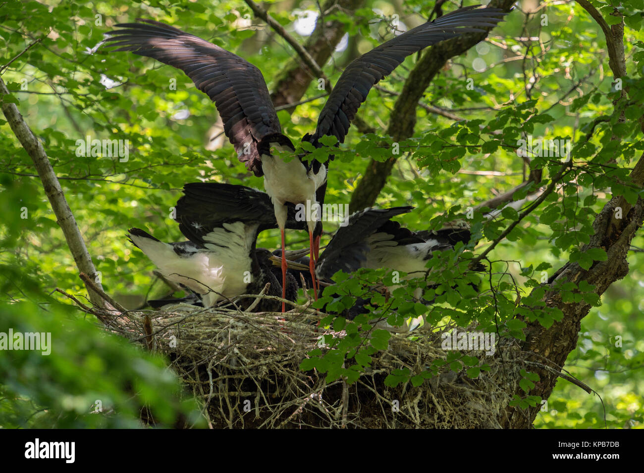 Black Stork / Storks (Ciconia nigra) at their nesting site, adult feeding its chicks, high up in a huge old beech tree, hidden, secretive, Europe. Stock Photo