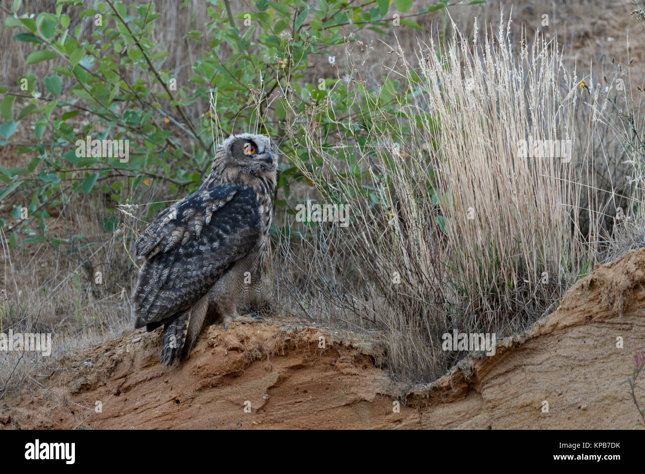 Eurasian Eagle Owl / Uhu ( Bubo bubo ), young bird, perched on the edge of a slope of a sand pit, watching attentively, nice colours, wildlife, Europe Stock Photo