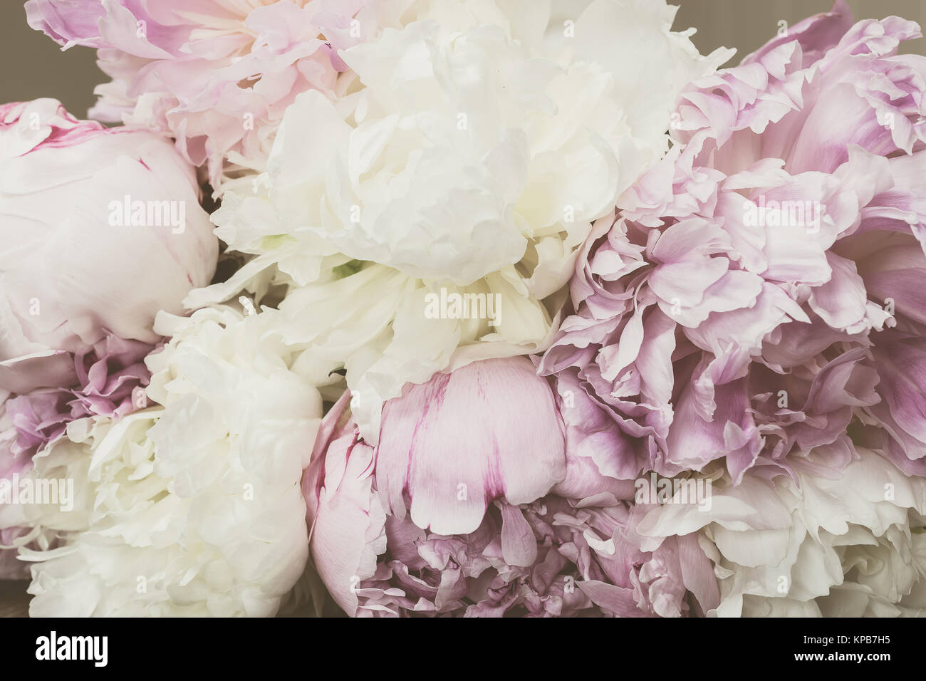 Vintage Peonies background. Filtered image with pastel colored flowers in retro style. Stock Photo