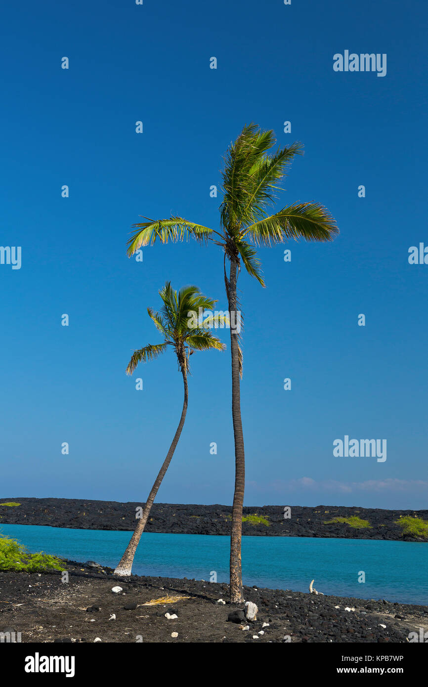 An idyllic scene of a lagoon and the Pacific with two palm trees in the breeze. Big Island, Hawaii, USA Stock Photo