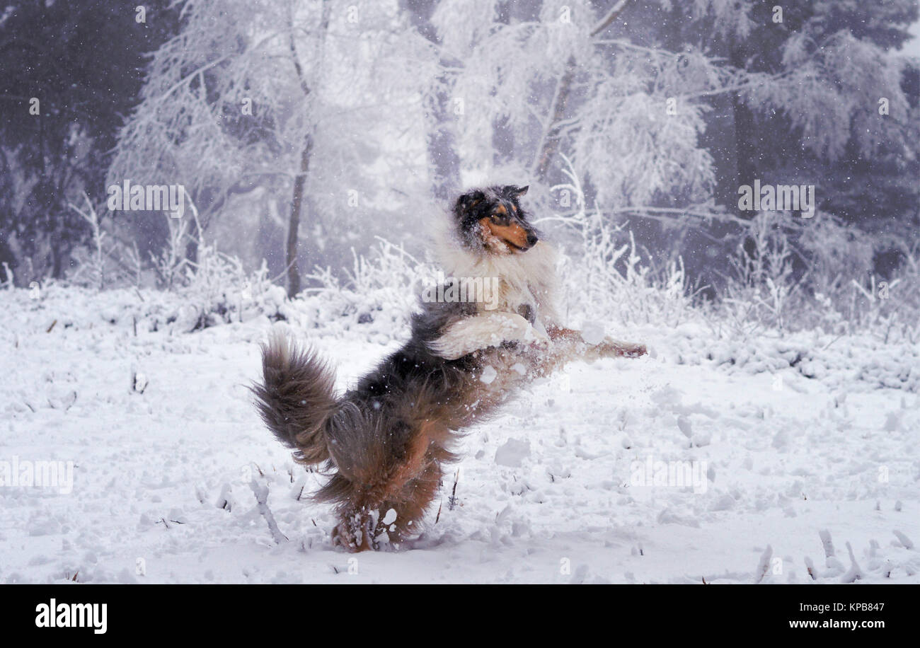 Rough collie dog with snowball exploding around him after trying to