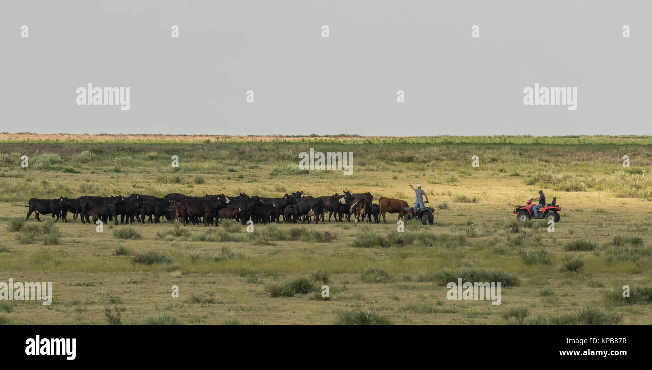 Two ranchers on 4-wheelers round up the cattle to be moved to a new pasture. Stock Photo