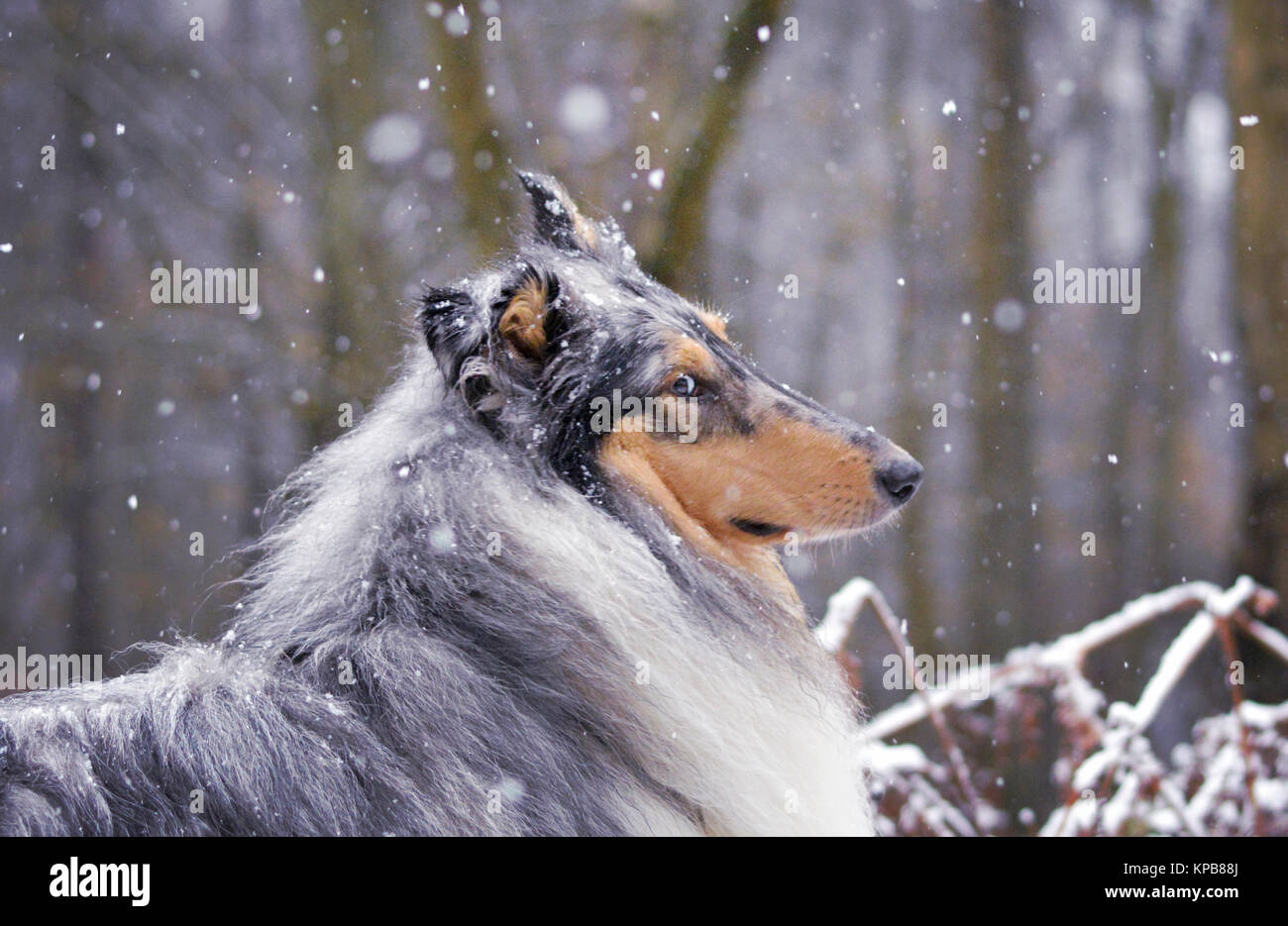 Rough collie dog showing side eye to camera in falling snow at Leith Hill, Dorking, Surrey, UK. Stock Photo