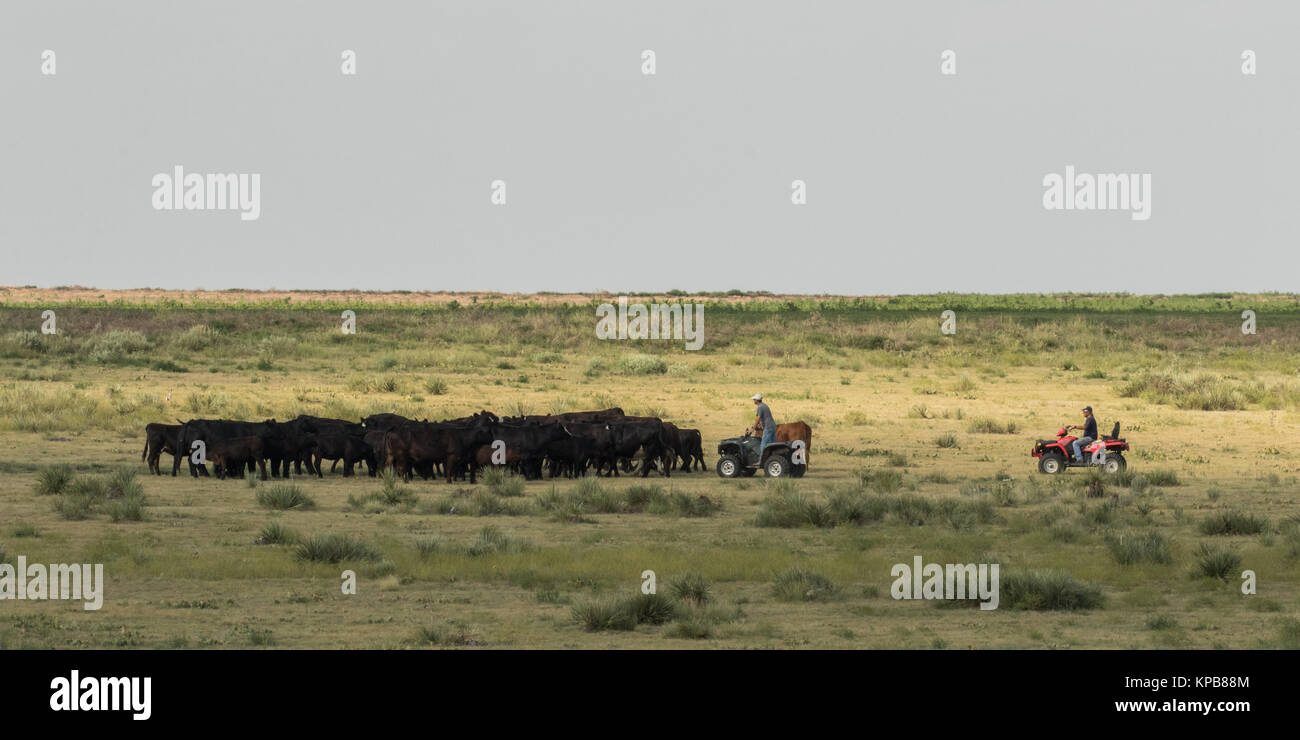 Two ranchers move among the cattle checking them before they move to a new pasture. Stock Photo