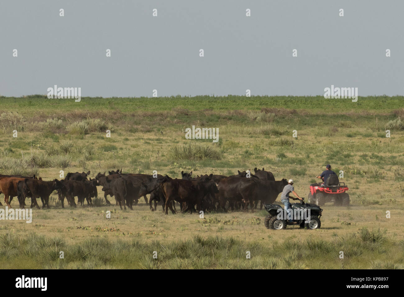 Two ranchers on 4-wheelers herding the cattle to move to a new pasture. Stock Photo