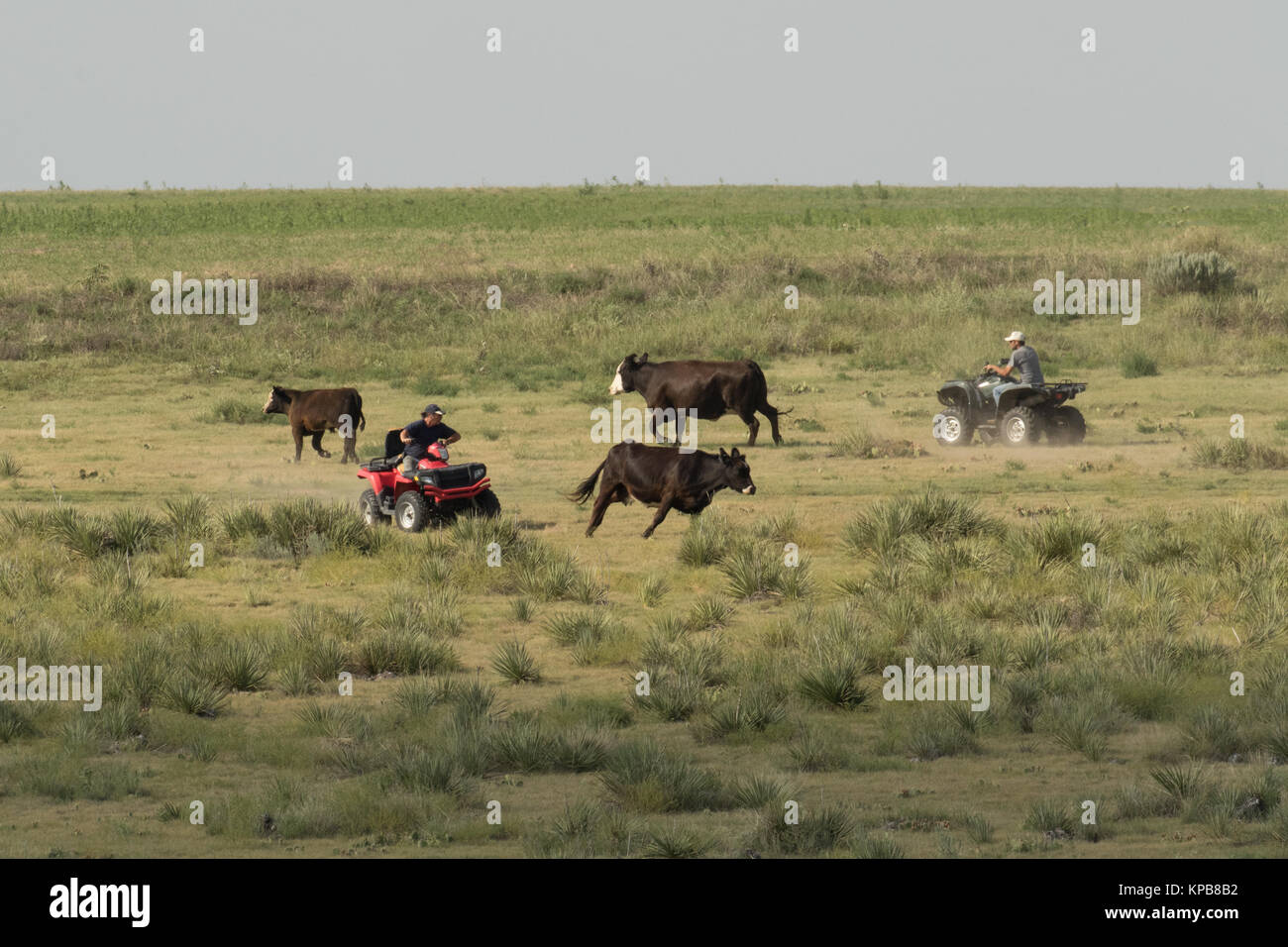 Two ranchers on 4-wheelers separating the cows from the calves. Stock Photo