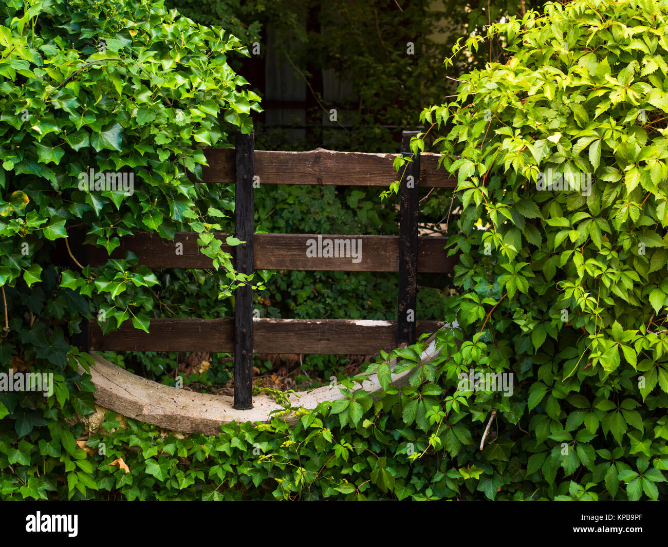 Old wooden fence covered with green branches groundlings Stock Photo ...