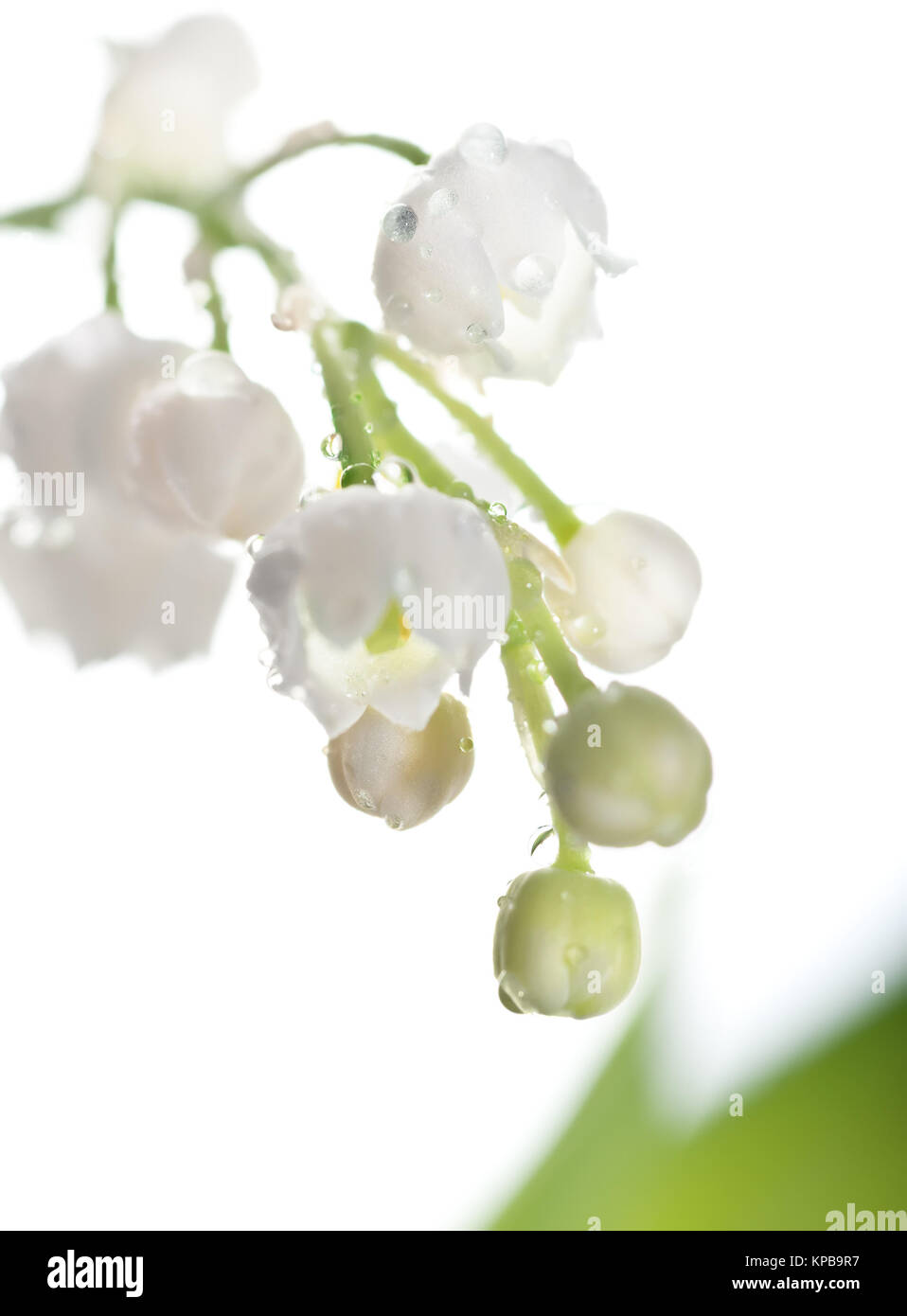 Lilly of the valley detail hi-res stock photography and images - Alamy