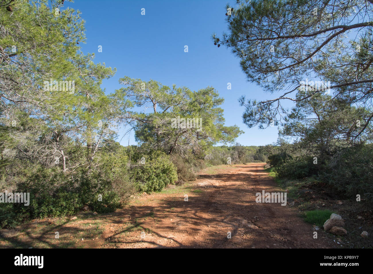 Woodland landscape in the Pegeia Forest in Cyprus, with pine (Pinus brutia) and juniper (Juniperus phoenicea) trees Stock Photo