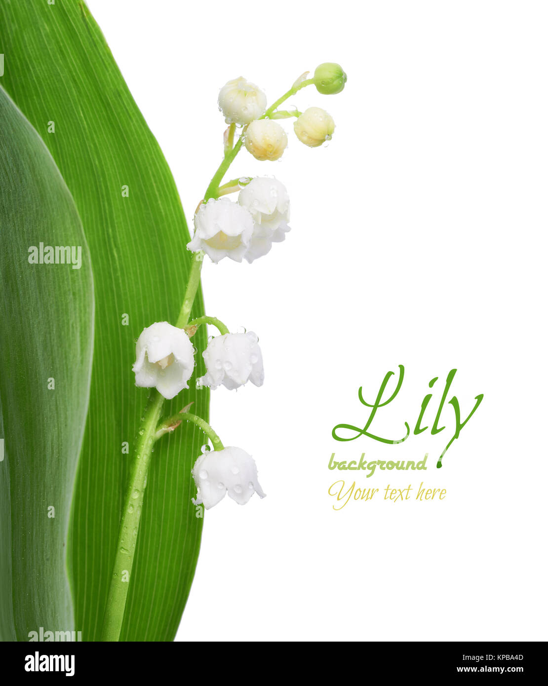 Closeup on lily of the valley flowers isolated on white background ...