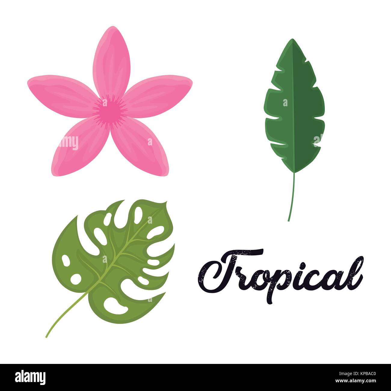 set of tropical leaves and flowers design Stock Vector Image & Art - Alamy
