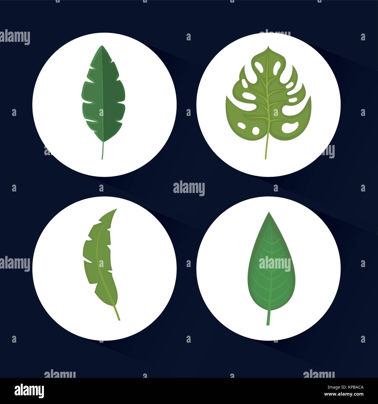 set of tropical and exotic leaves design Stock Vector Image & Art - Alamy