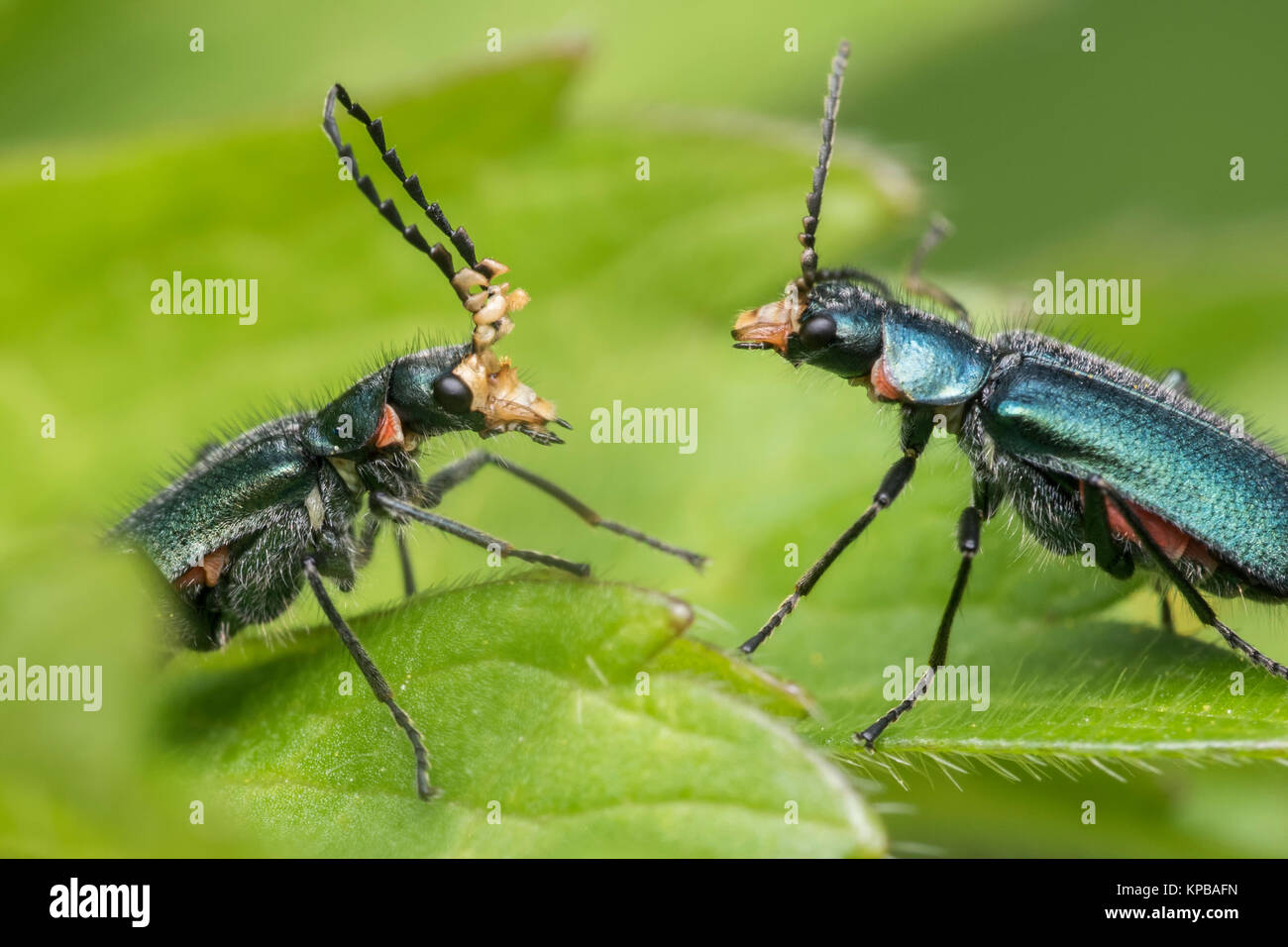 Common Malachite Beetles, male and female (Malachius bipustulatus) interacting on a buttercup leaf. Cahir, Tipperary, Ireland. Stock Photo