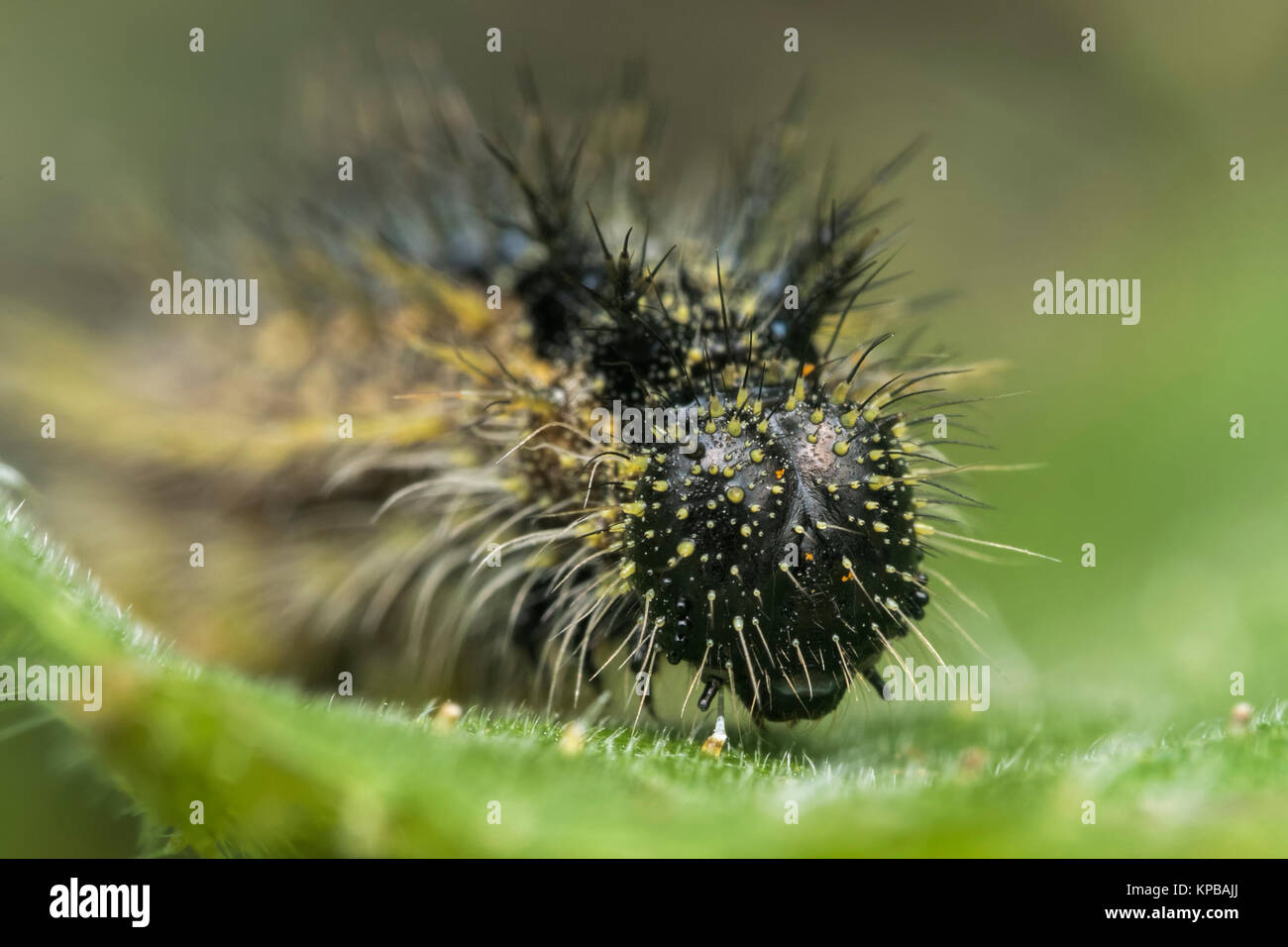 Small Tortoiseshell caterpillar (Aglais urticae) close up view of its head. Cabragh Wetlands, Thurles, Tipperary, Ireland. Stock Photo