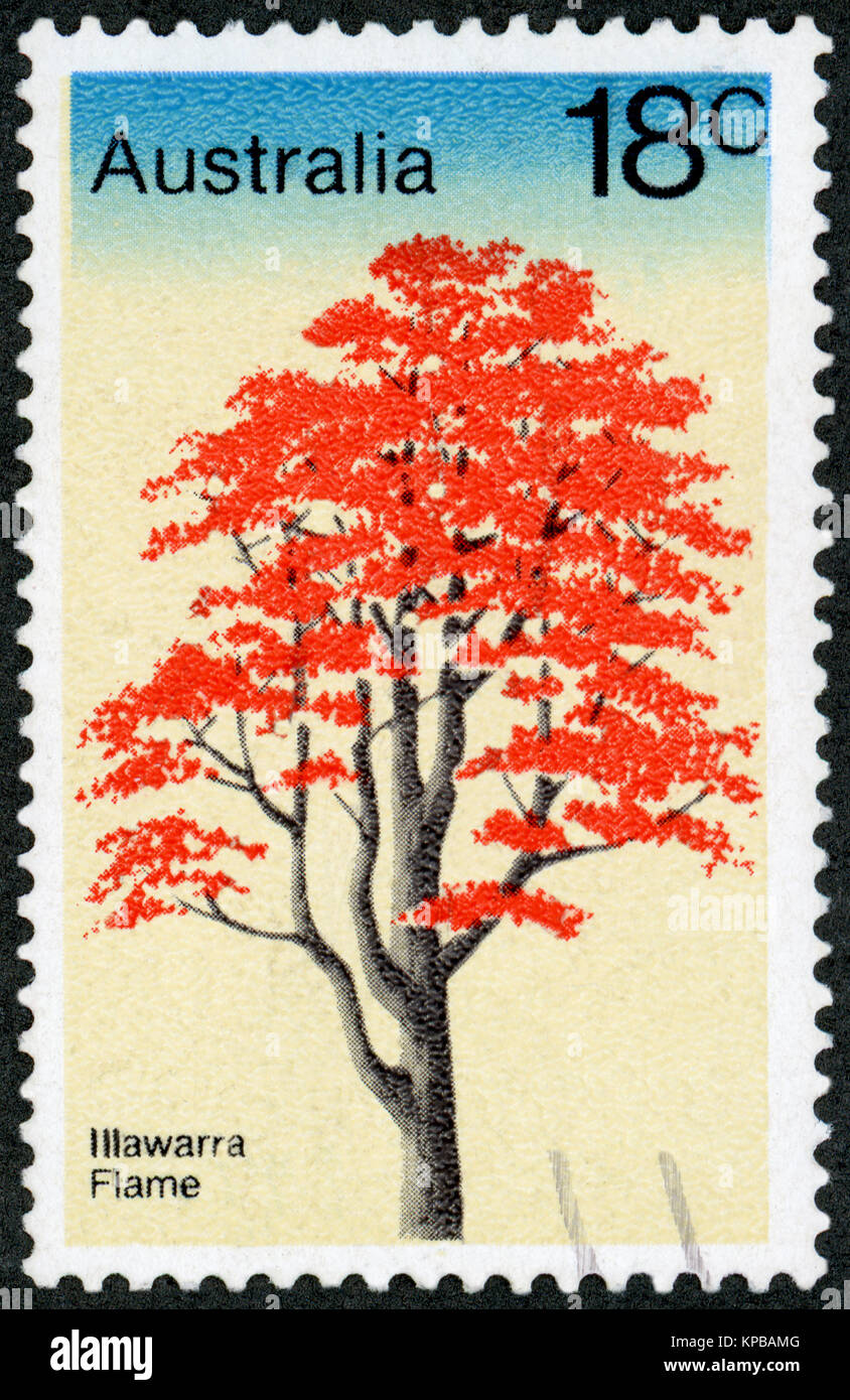 AUSTRALIA - CIRCA 1978: A stamp printed in Australia shows Illawarra Flame Tree, Brachychiton Acerifolius, Tree series, circa1978 Stock Photo