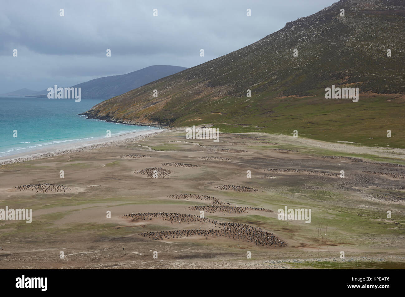 The Neck on Saunders Island in the Falkland Islands; home to multiple colonies of Gentoo