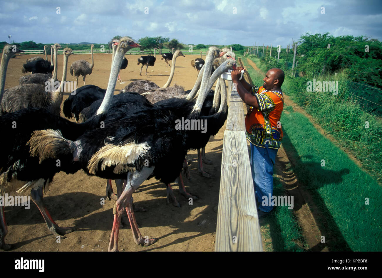 Ostrich farm, Curacao, Netherlands Antilles Stock Photo