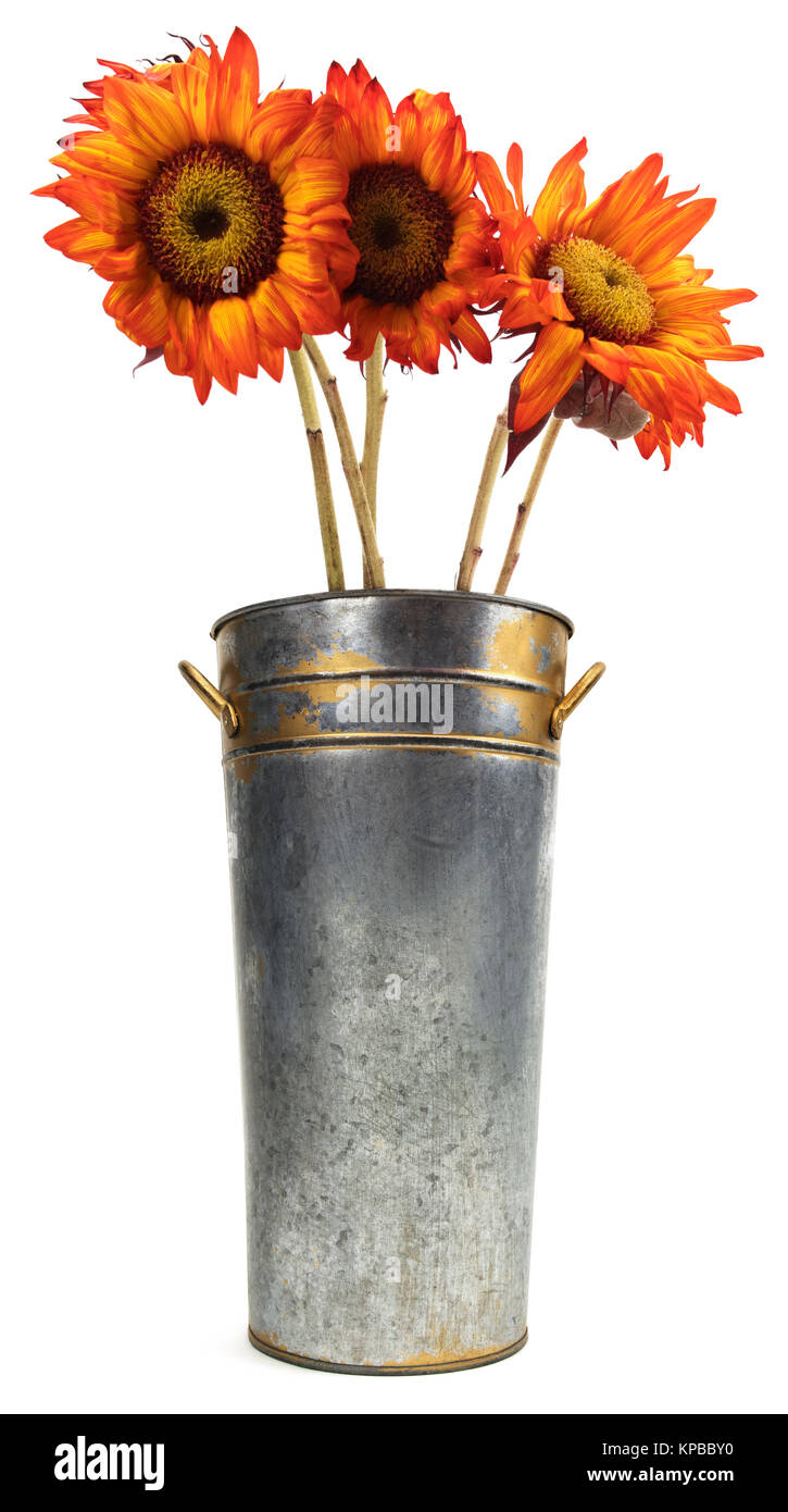 Isolated metal bucket filled with orange sunflowers Stock Photo Alamy