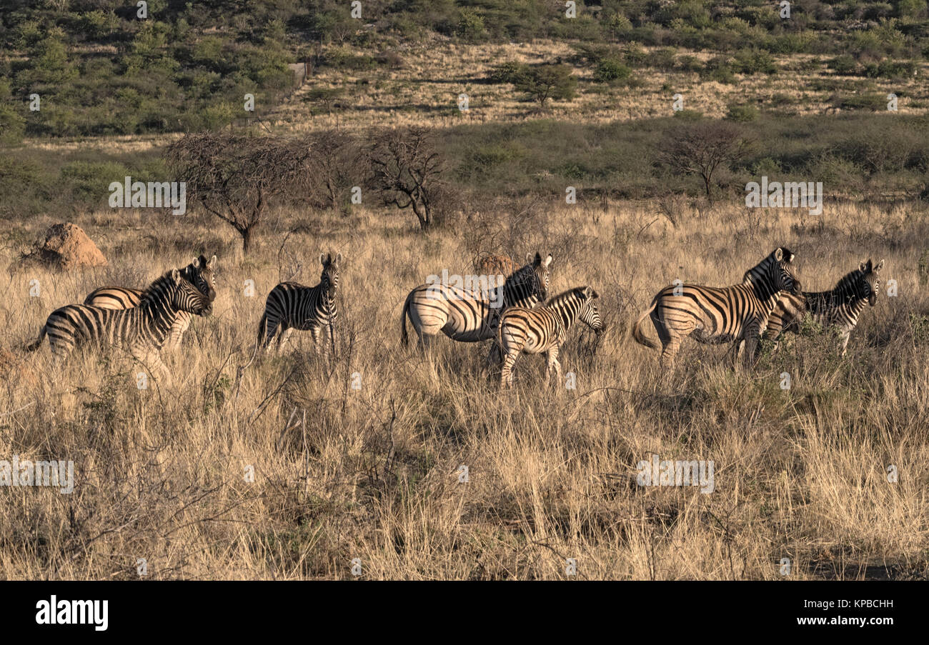 Small herd of zebras at the erongo mountains in Namibia Stock Photo