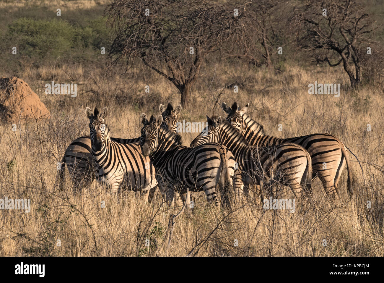 Small herd of zebras at the erongo mountains in Namibia Stock Photo