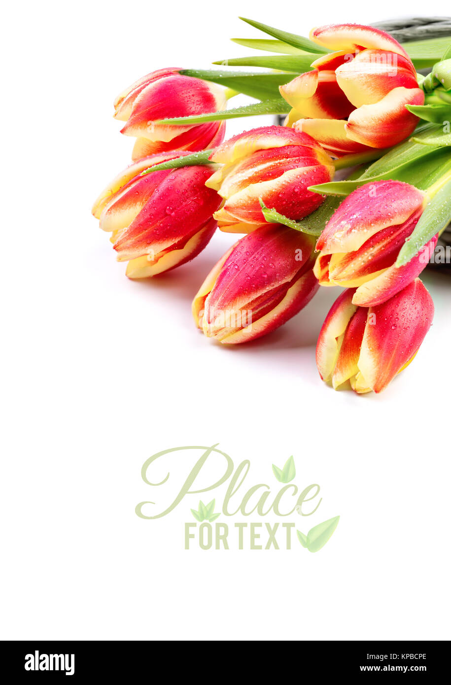 Border element for your spring design with red stripy tulips on white ...