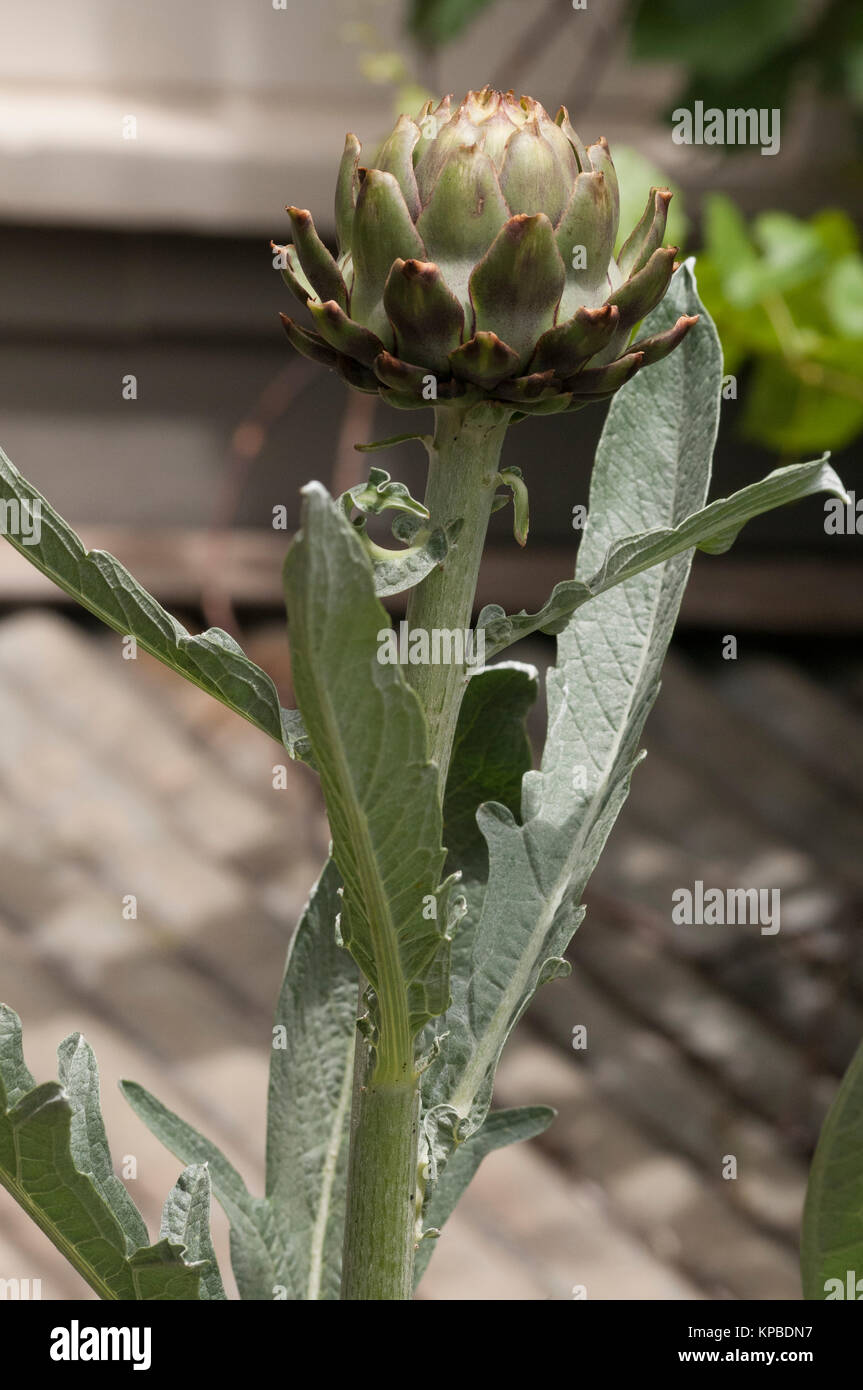 Artichoke flower in the vegetable garden at Lavandula Swiss Italian Farm near Hepburn Springs, a popular weekend destination in Victoria, Australia Stock Photo