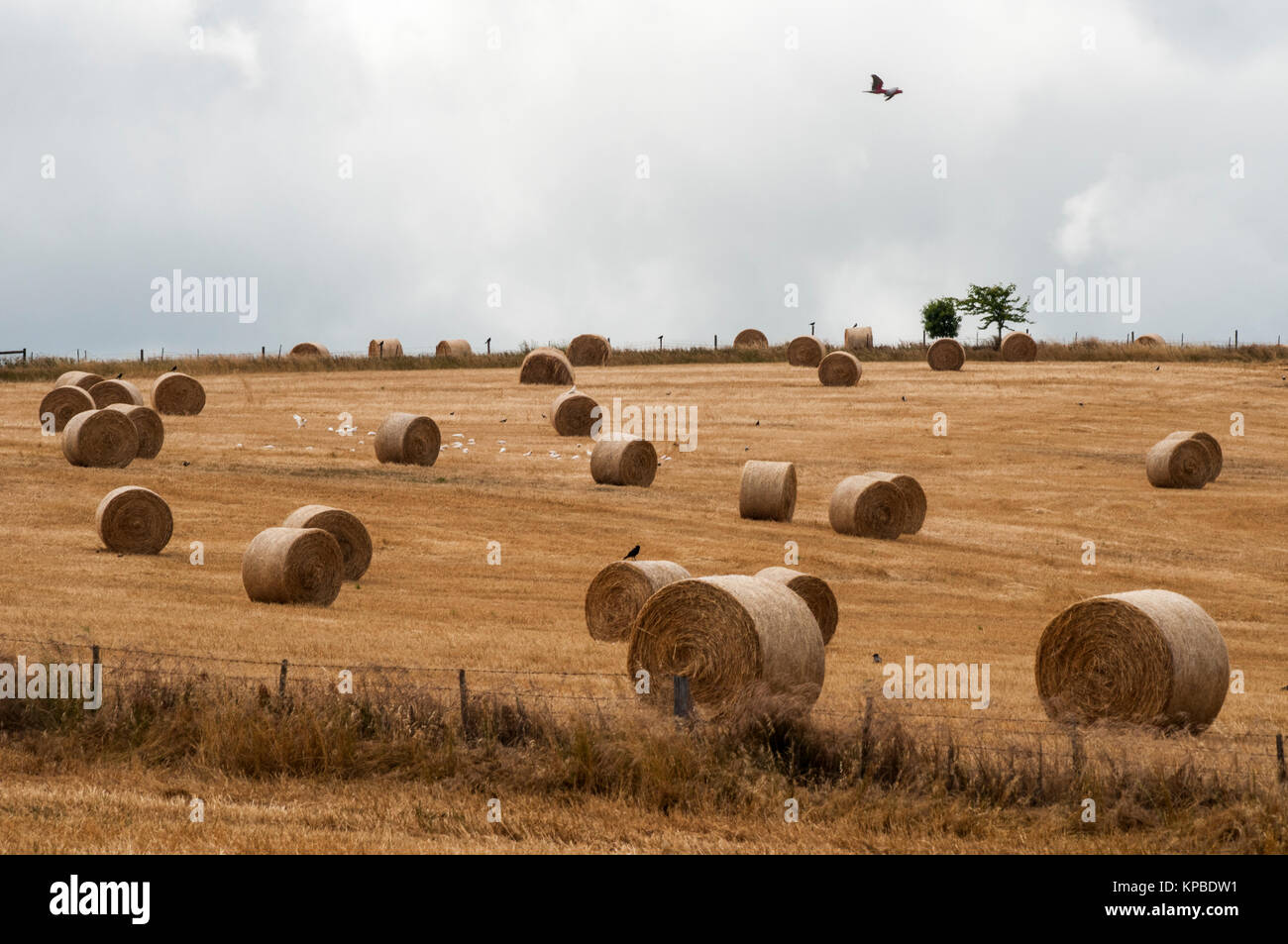 Hay bales lie strewn across a paddock in the Central Highlands region of Victoria, Australia Stock Photo