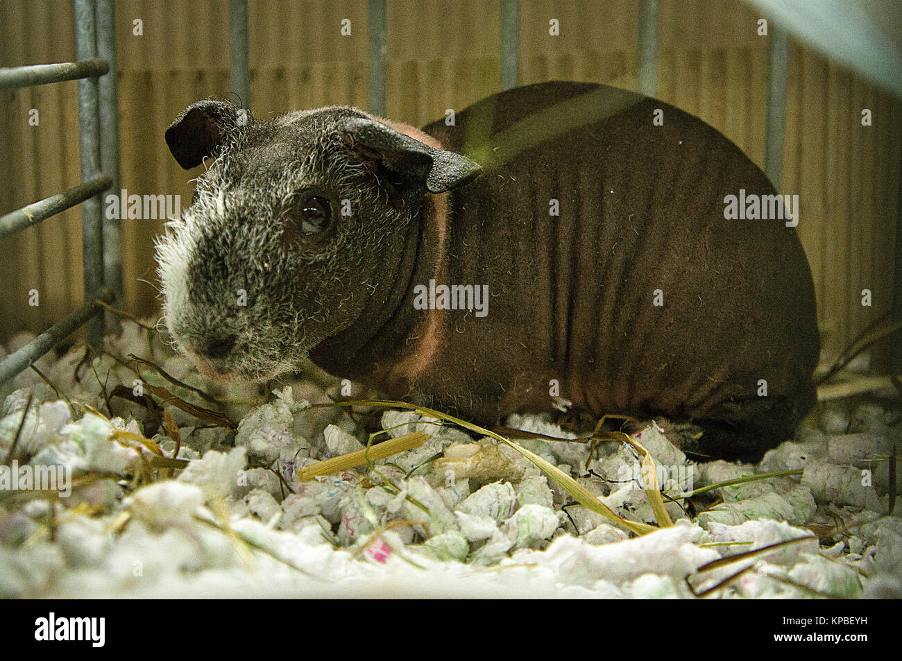 National exhibition of farming animals Chovatel 2017 (Animal breeding), domestic guinea pig, Skinny, rodent, Cavia aperea f. porcellu Stock Photo