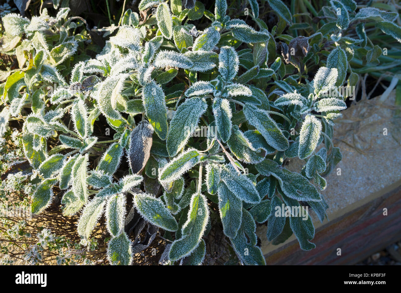 Frozen sage leaves in a small raised herb garden in Wiltshire UK Stock Photo
