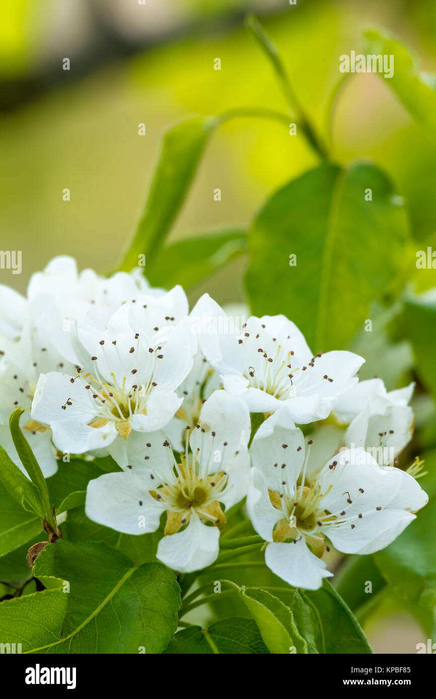 Close up of pear flowers in spring Stock Photo