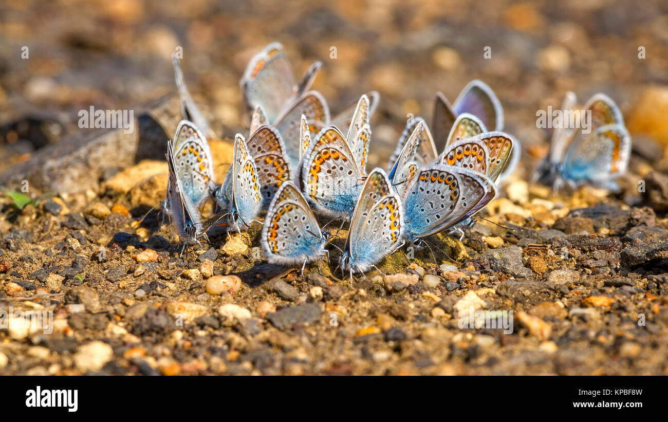 Many pretty gossamer-winged butterflies resting together Stock Photo ...