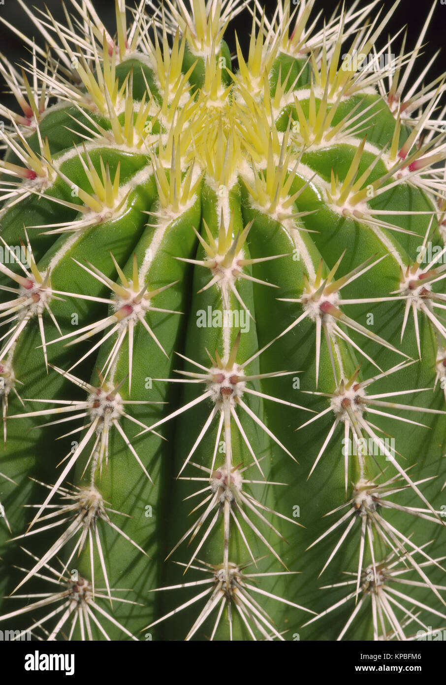 Close up of the top of a cactus Stock Photo