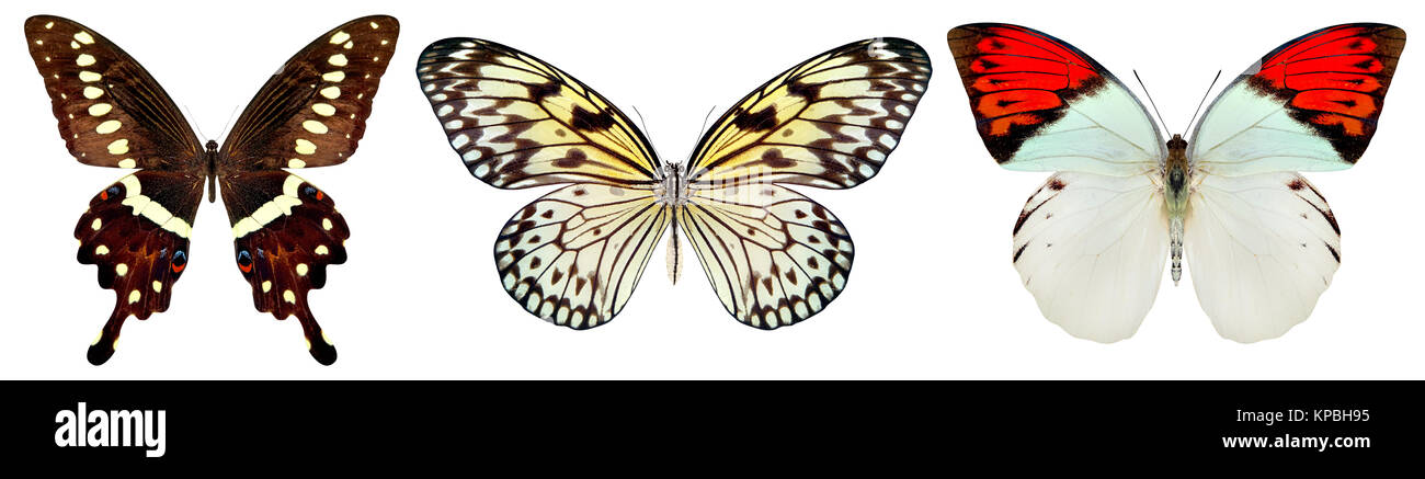 beautiful butterfly isolated on a white Stock Photo - Alamy