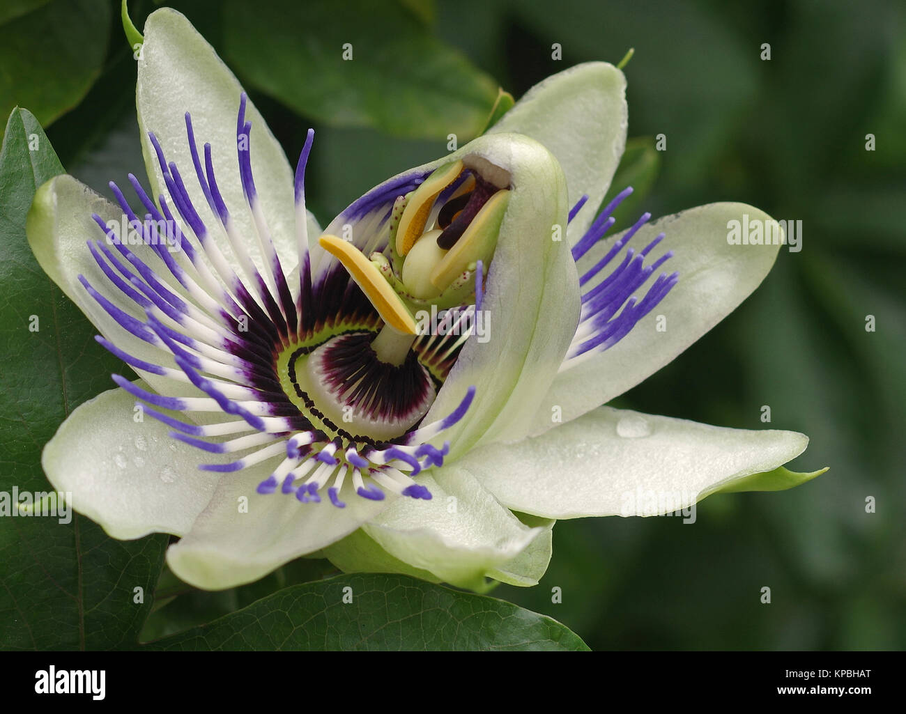 Close up of a passion flower bud while opening Stock Photo Alamy