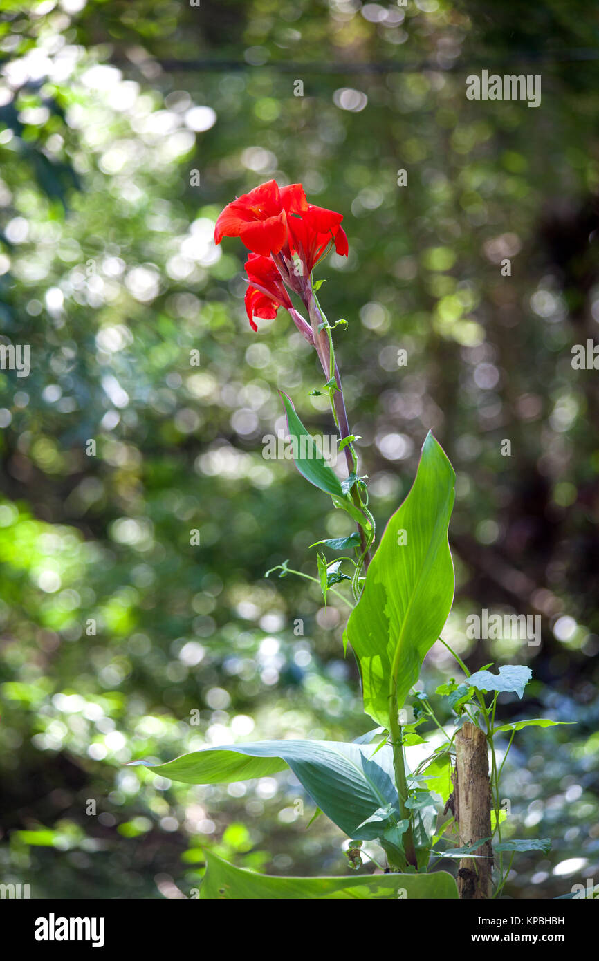 a red orchid with a dark green edge on the leaves Stock Photo