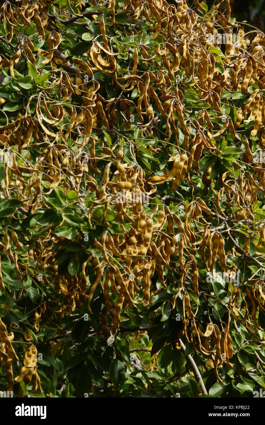 Früchte des Palisanderbaum (Dalbergia domingensis , Synonym Lonchocarpus sericeus) im Stadtgarten, Funchal, Madeira, Portugal Stock Photo
