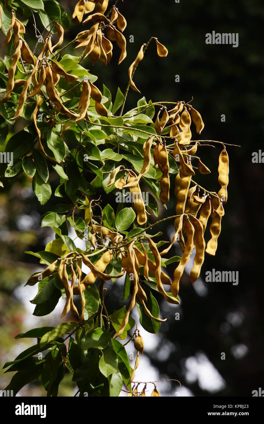 Früchte des Palisanderbaum (Dalbergia domingensis , Synonym Lonchocarpus sericeus) im Stadtgarten, Funchal, Madeira, Portugal Stock Photo
