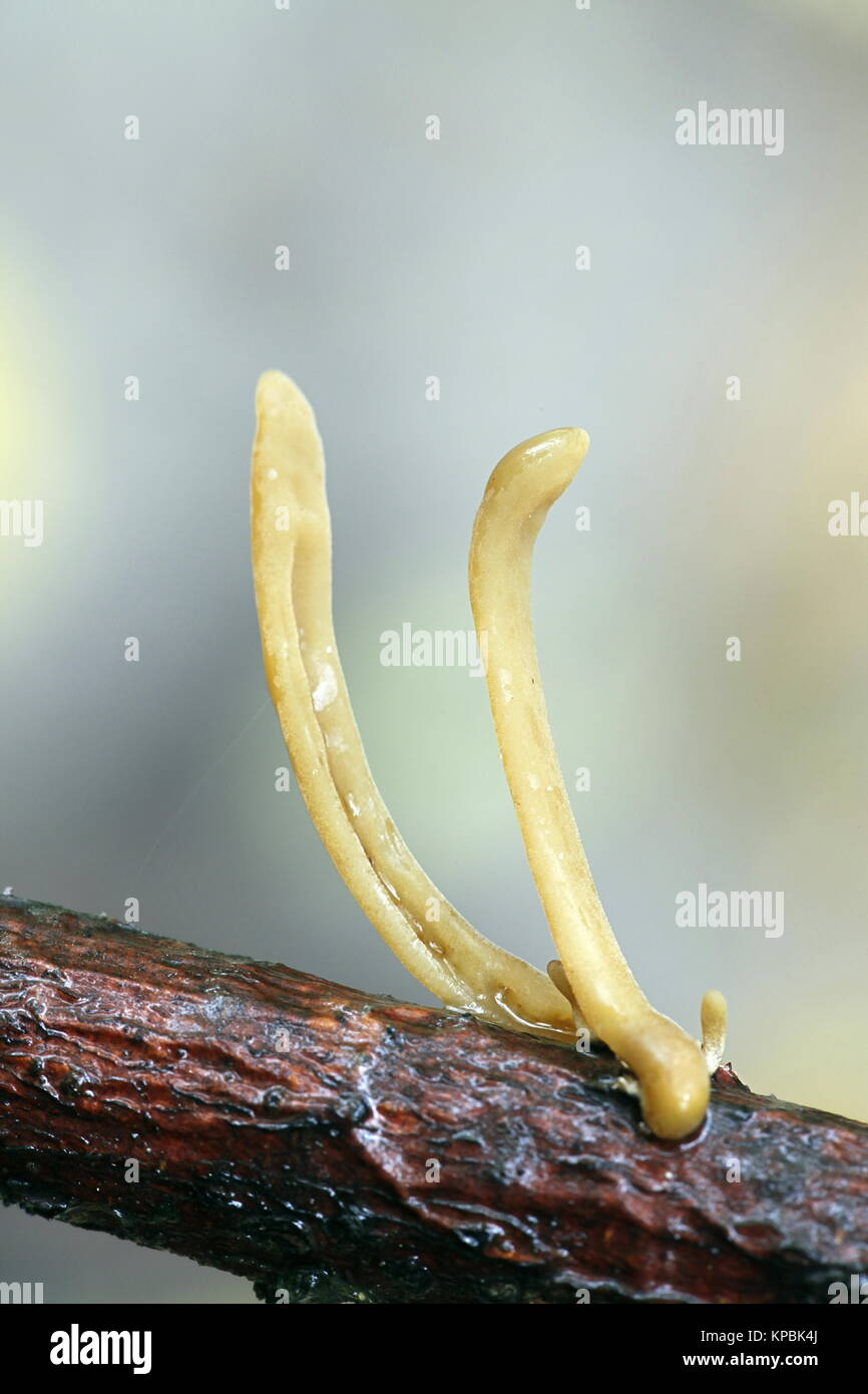 Pipe club fungus, Macrotyphula, fistulosa var. contorta Stock Photo