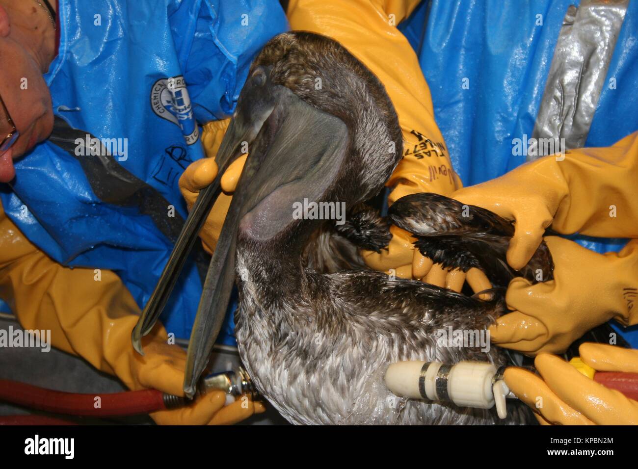 U.S. Fish and Wildlife employees clean a brown pelican covered with oil from the BP Deepwater Horizon oil spill at the Heck Haven Wildlife Rehabilitation Center May 15, 2010 in Lake Charles, Louisiana. Stock Photo