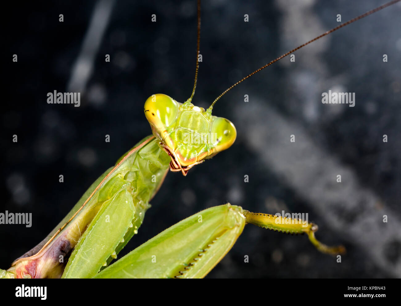 large female of the mantis Stock Photo Alamy