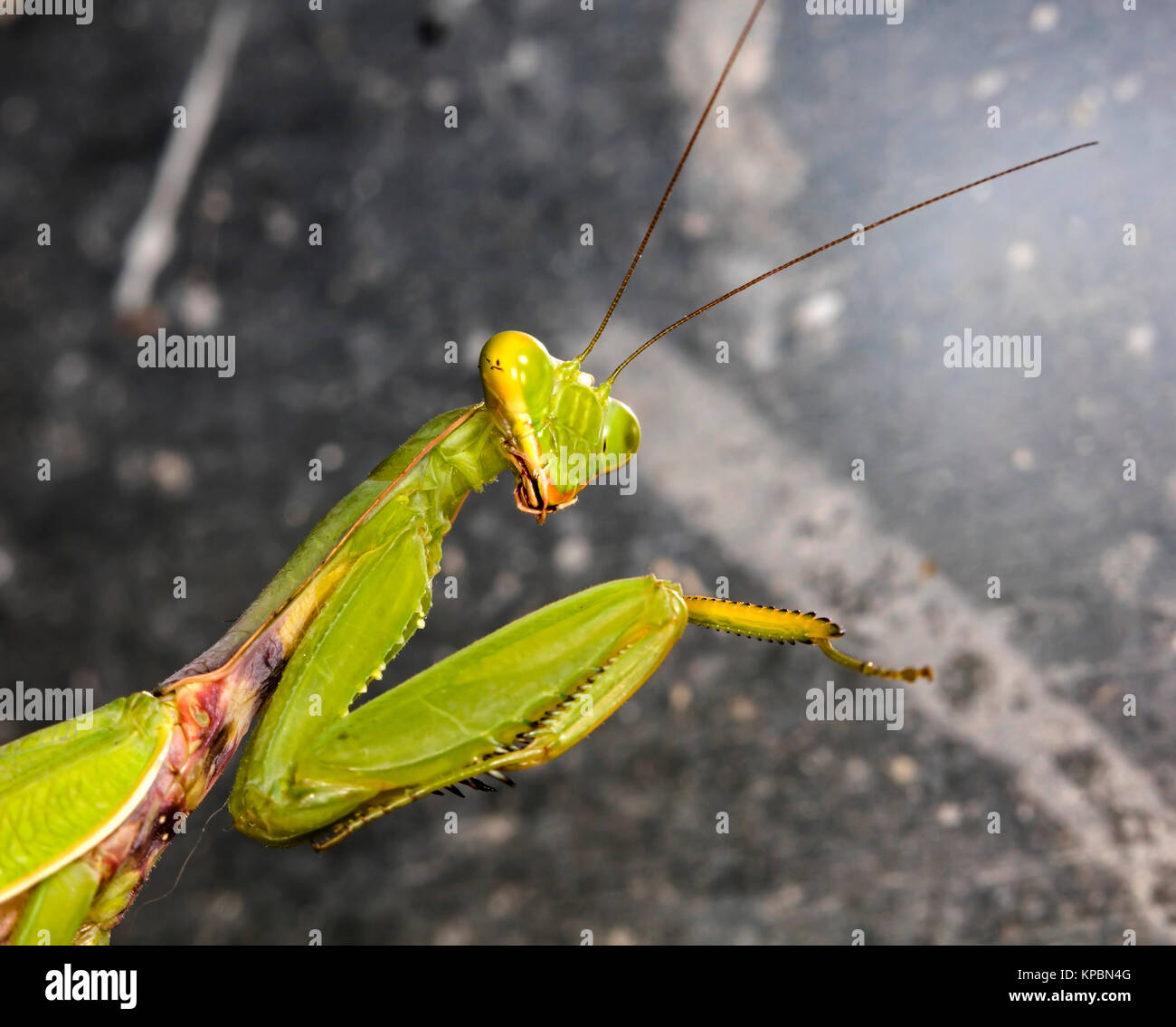 Mantis Female Insect large female of the mantis Stock Photo - Alamy