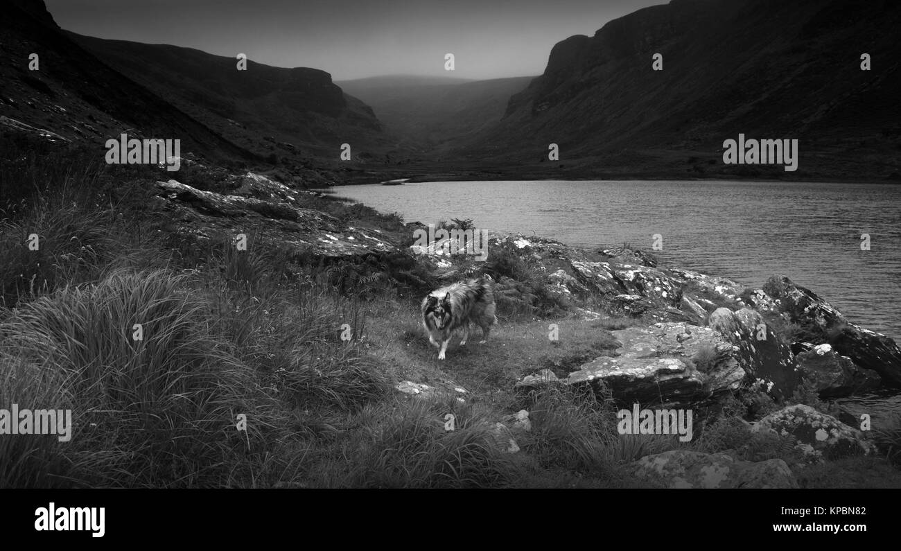 Black and white image of lough (loch) in Dingle, Ireland. Rough collie dog in centre. Stock Photo