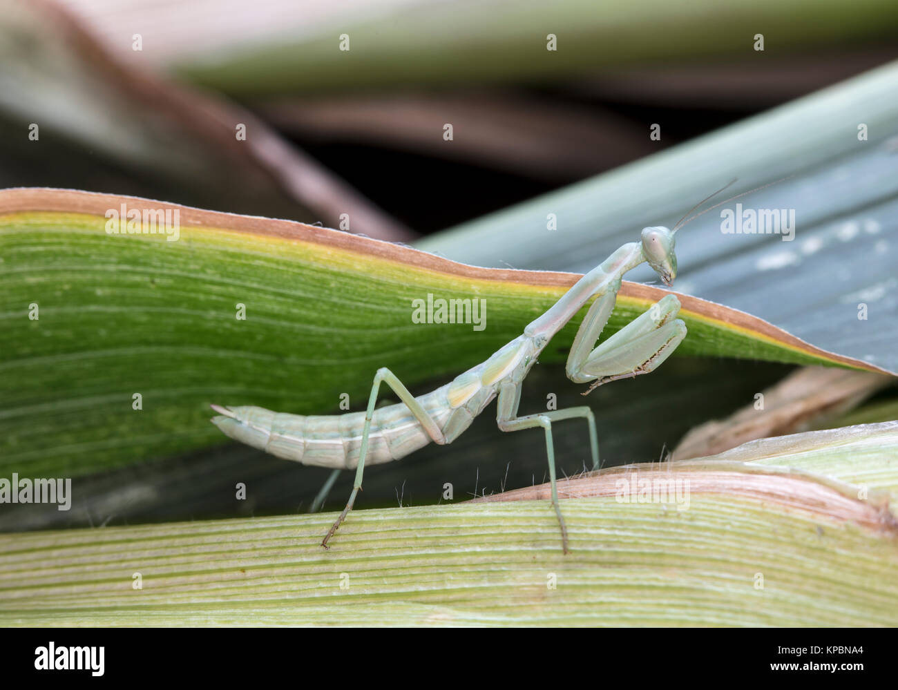 Mantis Female Insect large female of the mantis Stock Photo - Alamy