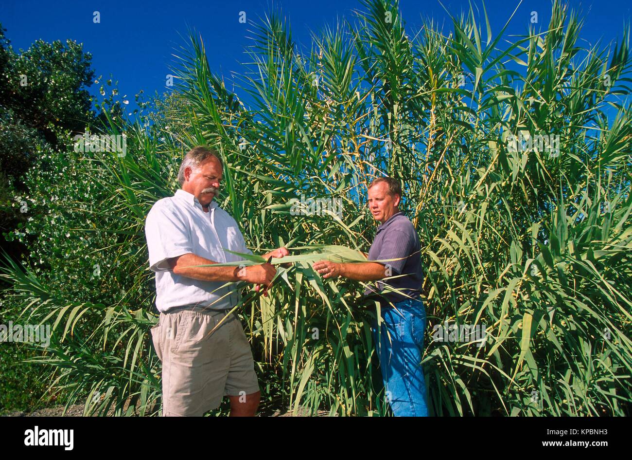 Technician Greg Ksander (left) and ecologist David Spencer collect a leaf sample from a giant reed May 17, 2009 in California. Stock Photo