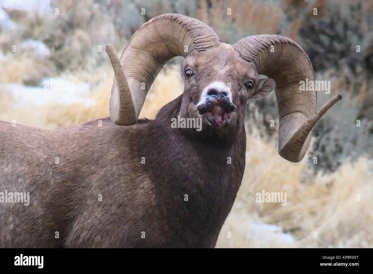 A bighorn sheep with sore mouth disease at the Yellowstone National