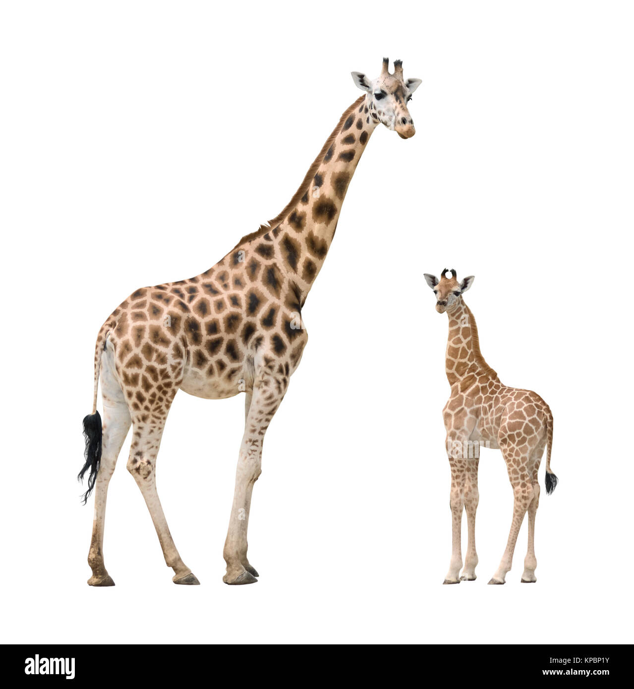 Baby giraffe looking Cut Out Stock Images & Pictures - Alamy