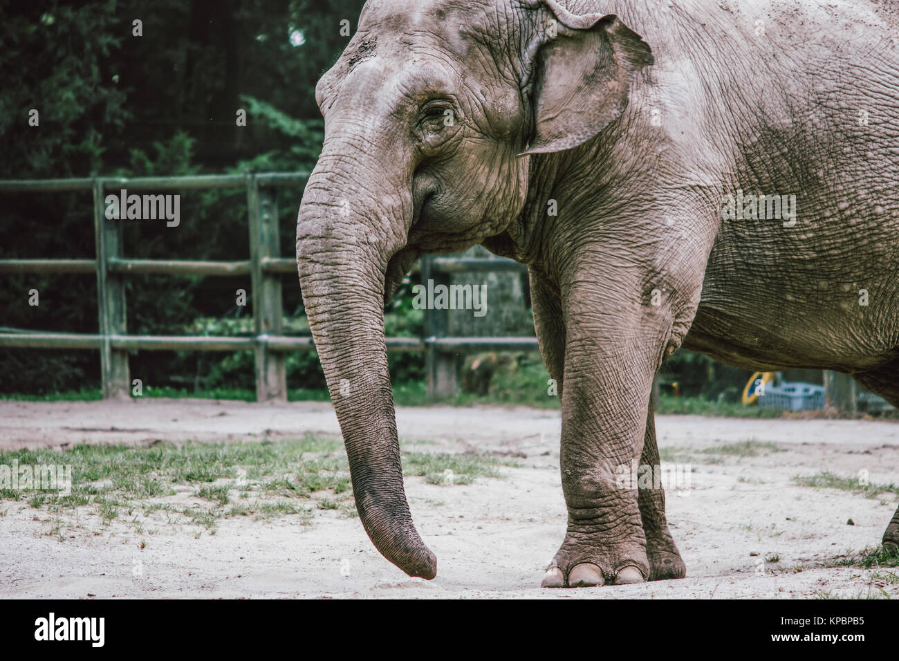 Asian elephant front closeup standing in an enclosure Stock Photo