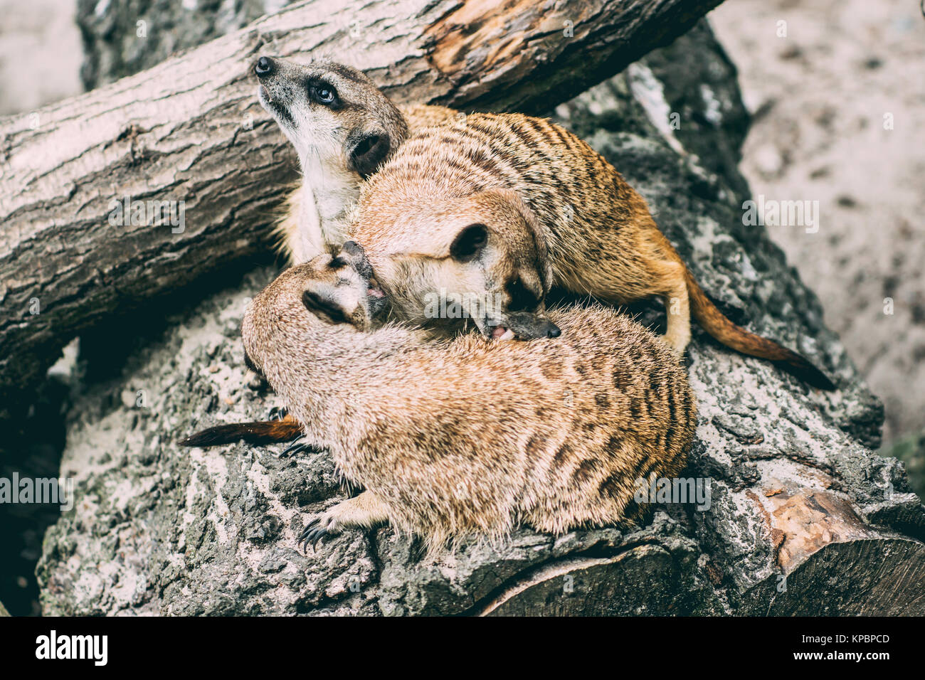 Meerkat group, the animals are on a tree grooming each other Stock Photo