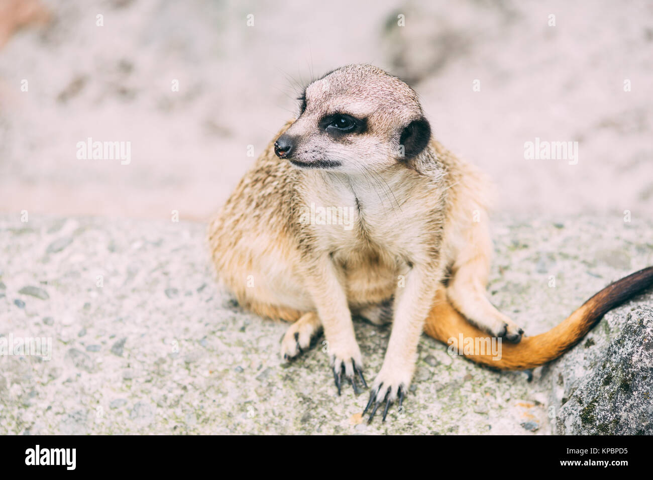 Small meerkat or suricate sitting on a rock Stock Photo